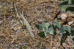 Pinewoods milkweed